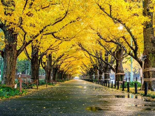 Korean Namiseon 'Winter Sonata' Memorial Park